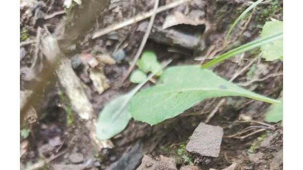 野生北冬虫夏草惊现唐山迁安