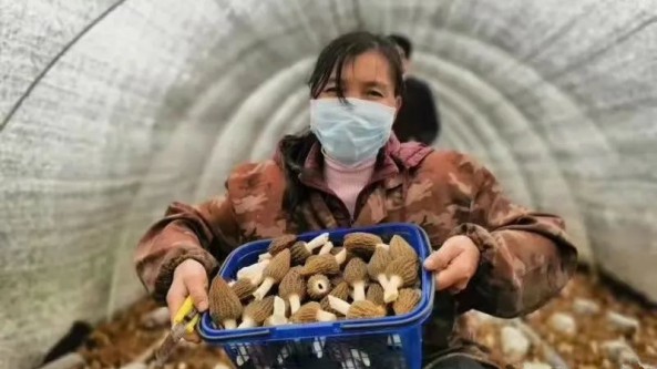 河南省济源市开展食用菌种质资源普查工作 推动产业发展