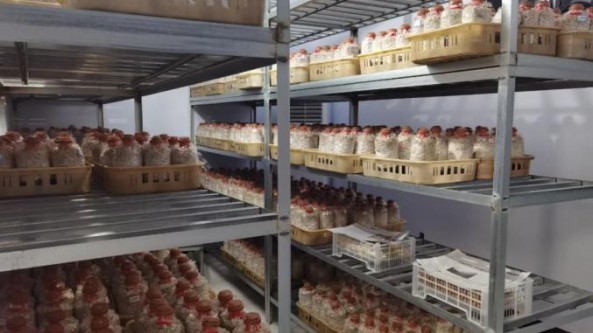 “菌中之王”赤松茸在河北省赤城縣試種成功