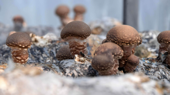 陜西省黃龍縣：推動特色食用菌產(chǎn)業(yè)高質(zhì)量發(fā)展 促進增收