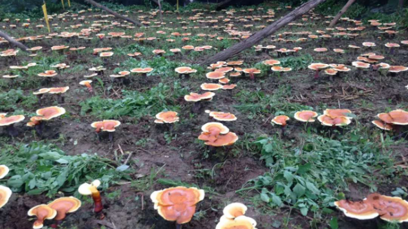 陜西省千陽縣：種植赤靈芝 改善當地經濟效益