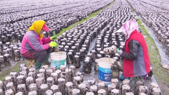 吉林省敦化市秋梨沟镇大力发展食用菌产业 助力乡村振兴