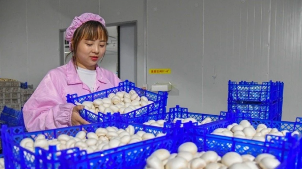河南省嵩县田湖镇：蘑菇种植工厂化 特色产品助振兴