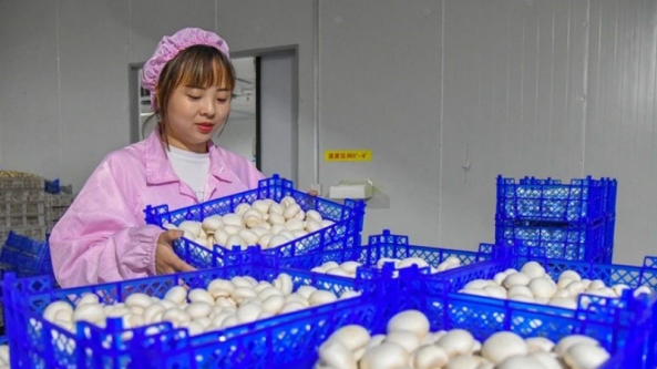 河南省嵩縣田湖鎮(zhèn)：蘑菇種植工廠化 特色產(chǎn)品助振興