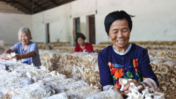 江西省瑞昌市：小小秀珍菇 撑起“致富伞”