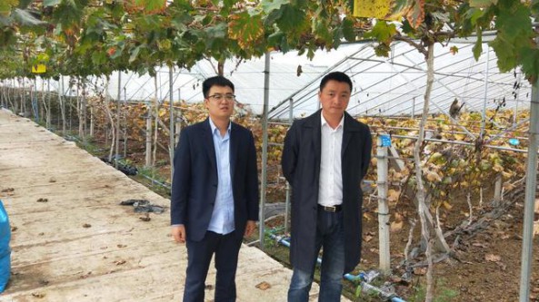 郵儲銀行四川省簡陽市支行積極助力現代化羊肚菌產業轉型發展