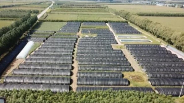 黑龍江省肇州縣：積極推進農業產業結構調整 小靈芝帶來大效益