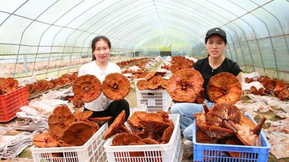 貴州省印江縣：朵朵靈芝迎豐收 撐起藥農致富傘