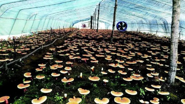 吉林省通化縣：為靈芝生長提供得天獨厚的環境條件 撐開“致富傘”