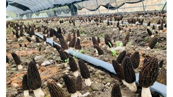 甘肅省高原羊肚菌“全季”出菇 最高種植海拔高達4000米