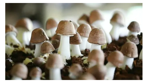 云南施甸縣：小小姬松茸 “錢”景無限