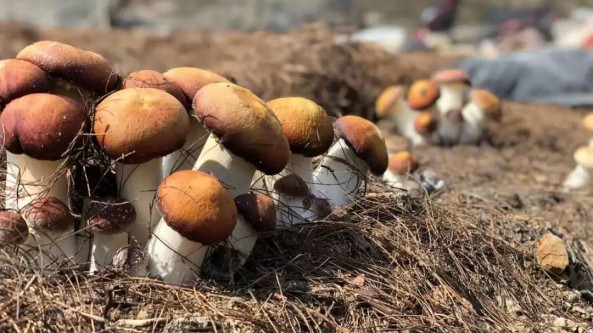 云南省臨滄市臨翔區：發揮綠色生態物質資源優勢 大力發展食用菌培育種植產業