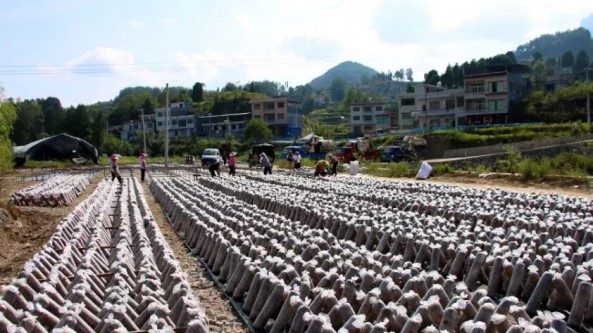 亩产值超2.8万元！贵州印江县的这种种菇模式实现粮菌双丰收