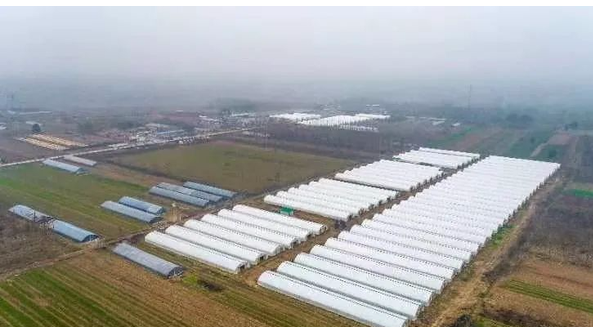 河南省三门峡市：共种植香菇32万棒 为10户入股村民分红24万元
