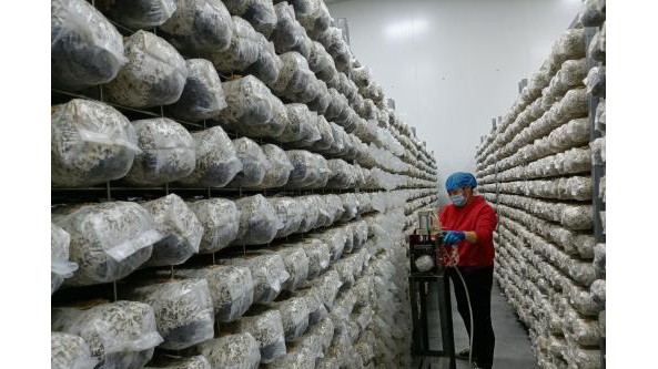 陜西洛南嶺南生物科技產業示范園龍頭企業帶動食用菌產業快速發展