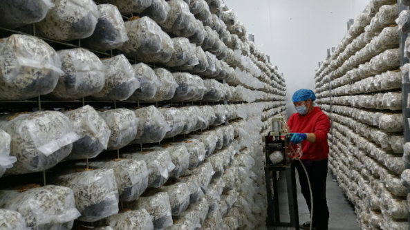 陜西省洛南縣嶺南生物科技建設智慧工廠 小木耳發(fā)展成為大產業(yè)