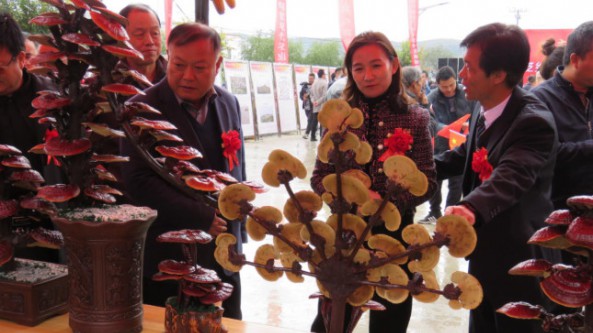 甘肅省靜寧縣靈芝鄉：積極培育靈芝等食用菌特色產業 不斷優化農業產業結構
