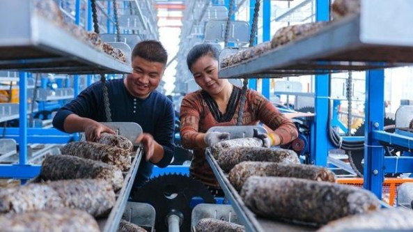 河南省光山县：引进种植大棚香菇 收获新希望