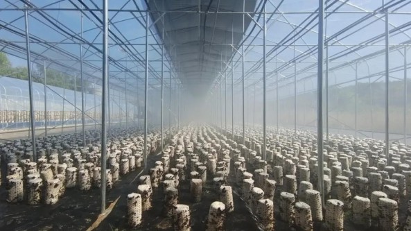 陜西省商州區：百萬袋秋木耳喜獲豐收
