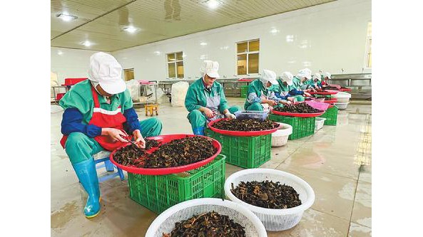 云南省易門縣強鏈延鏈助力食用菌產業做大做強