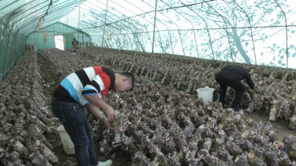 贵州省安顺经开区兴铺村：头茬香菇迎来采收季 市场需求较高
