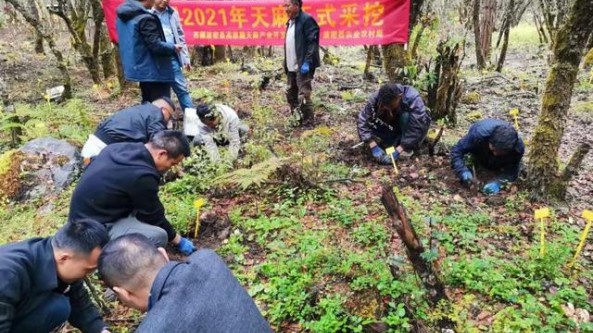西藏波密县仿野生种植天麻正式大规模采挖