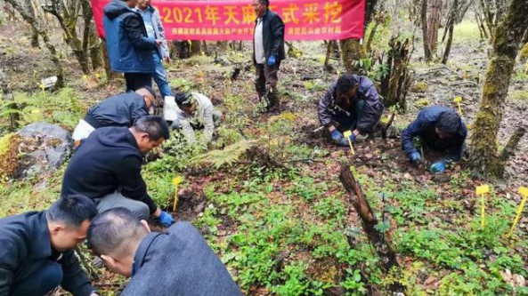 西藏波密縣仿野生種植天麻正式大規(guī)模采挖