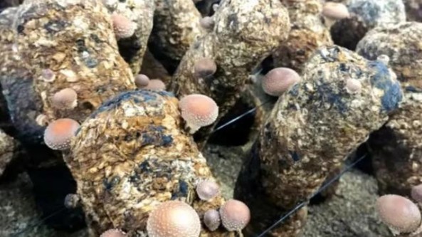 遼寧省鞍山市前郭村香菇種植戶喜獲豐收 打造出支柱產(chǎn)業(yè)