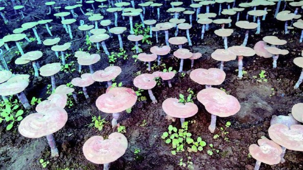 吉林省通化市二道江區：種植大棚靈芝 開啟致富路
