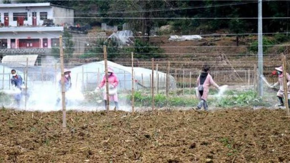 貴州省黔西市觀音洞鎮：發展羊肚菌產業 秋冬時節種植忙
