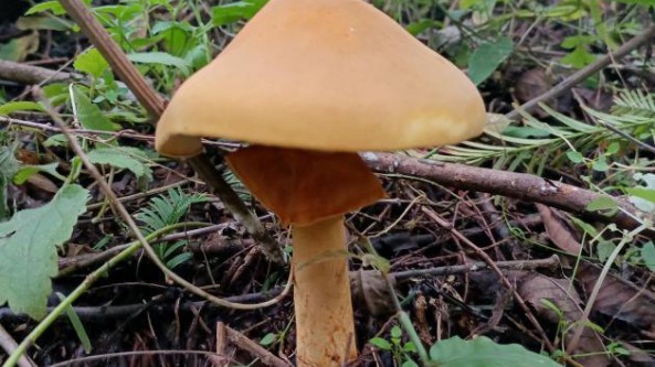 河南省食用菌種質資源普查專家組前往靈寶小秦嶺開展野生食用菌種質資源普查工作
