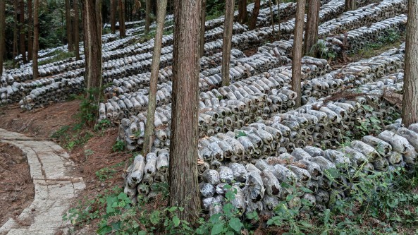 贵州省岑巩县：探索茶树菇种植产业 铺展林下经济致富路