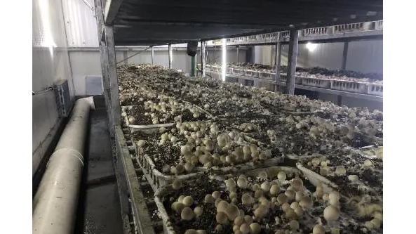 實現突破！草菇工廠化生產新模式有何優勢？