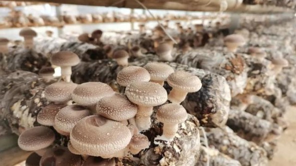 贵州省碧江区：小小菌菇棒 撑起“致富伞”