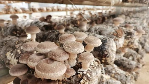 貴州省碧江區(qū)：小小菌菇棒 撐起“致富傘”