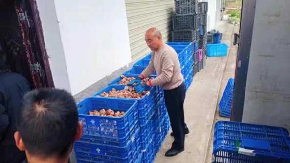 湖北省竹山县供销社助力香菇产业发展