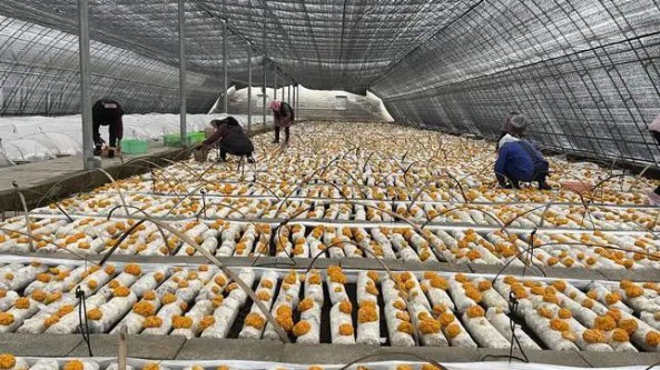云南省永勝縣：打造“一縣一業”食用菌產業新高地
