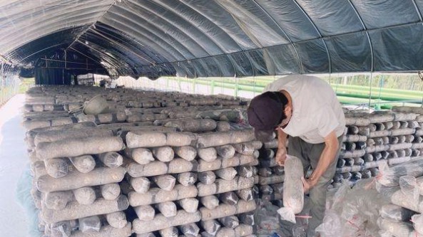 安徽省黟县美溪乡：小香菇铺就富裕路 助力乡村振兴