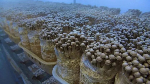 四川蓬溪县：小蘑菇尽显“科技范儿”
