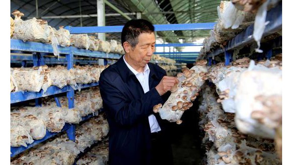 河南泌陽(yáng)縣真菌研究開發(fā)有限公司總經(jīng)理禹宗本：讓泌陽(yáng)食用菌產(chǎn)業(yè)走出河南 走向世界