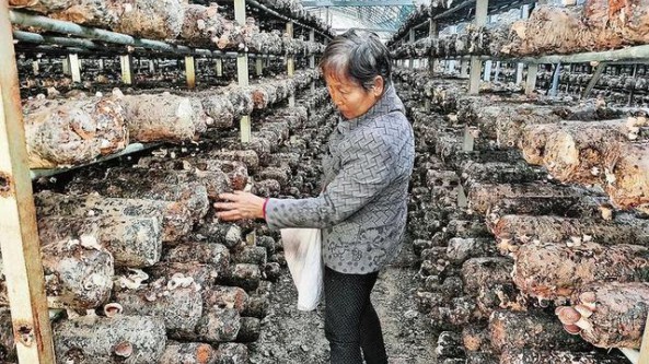 陕西省商南县：倾力扶持二郎庙村群众发展香菇产业