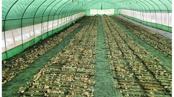 重庆市城口县鸡鸣乡引进“覆土栽培法”技术 成功试种新型食用菌品种