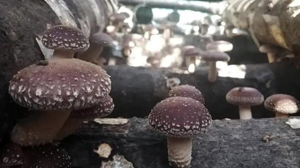 浙江省縉云縣：椴木香菇采摘上市 菇農(nóng)開啟新生活