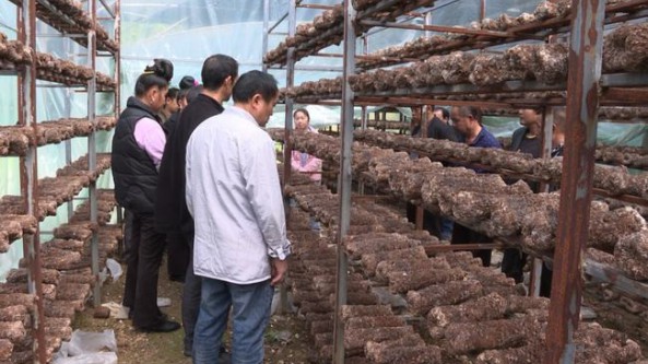 貴州省臺江縣排羊鄉富強村開展2021年農村青年食用菌科技培訓