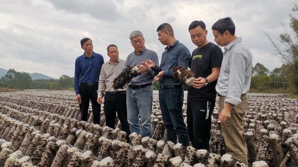 广西食用菌创新团队开展乡村振兴食用菌产业调研