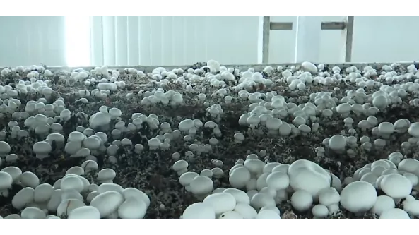 【科技赋能农业】智慧菇房推进食用菌产业数字化发展