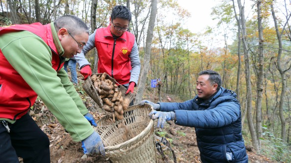 四川省旺苍县水磨镇广福村第一书记接力种乌天麻 预计实现产值600万元以上