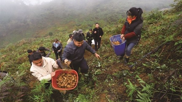 四川省雷波县：深耕乌天麻产业 托起高山农户共富梦