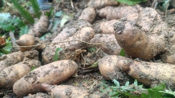 湖南省新寧縣崀山鎮：生態天麻豐收 扎牢產業根基