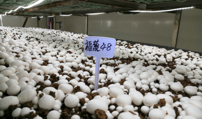 雙孢蘑菇新品種‘福蘑48’簡介